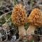 Where do mushrooms grow in Bashkiria?