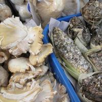 Как поражают грибы-паразиты растения и животных