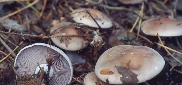 Edible and inedible types of row mushrooms: photos and names