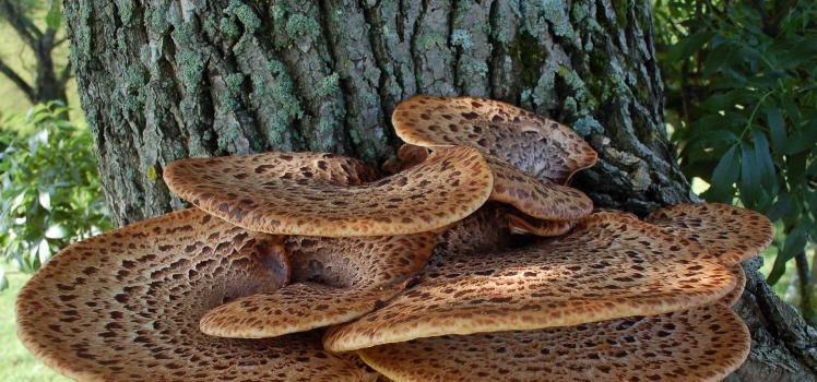 Съедобные, несъедобные и ядовитые грибы, растущие на дереве