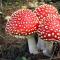 Edible and poisonous species of fly agaric