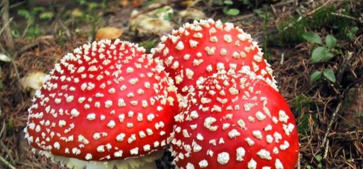 Edible and poisonous species of fly agaric