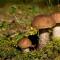 Boletus mushrooms: description of types and cooking options