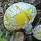 Мухомор ярко-желтый – смертельно опасный гриб