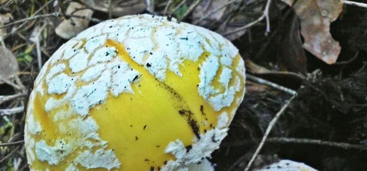 Amanita bright yellow - a deadly mushroom