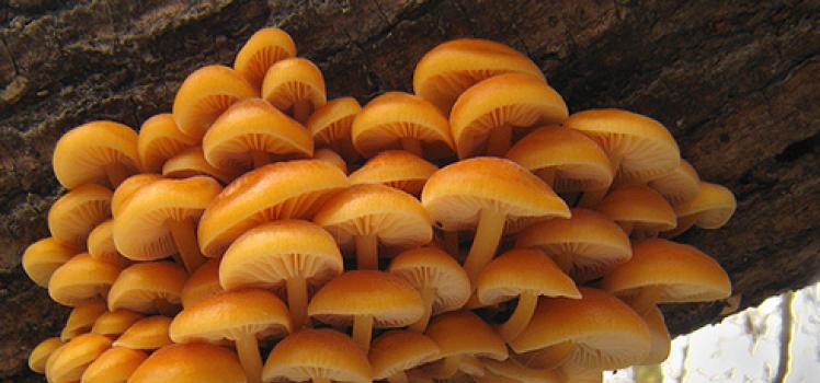 Photos, descriptions and beneficial properties of winter mushrooms
