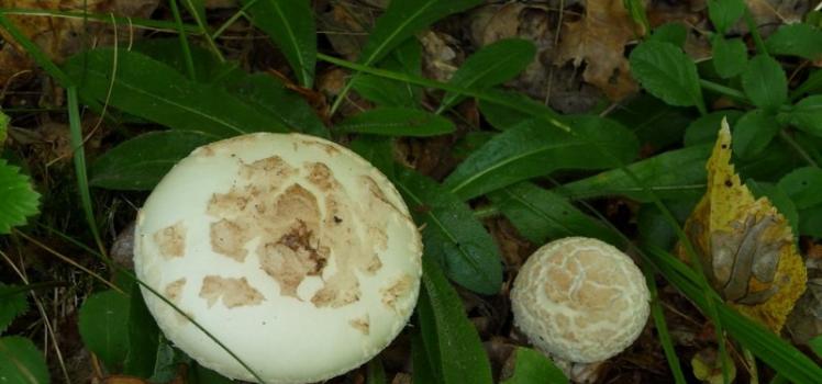 Виды ядовитых грибов мухоморов с фото и описанием