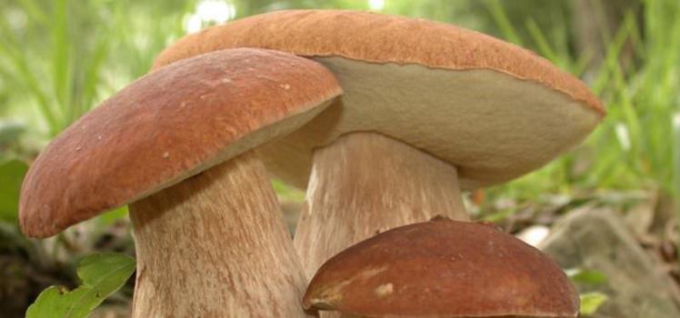 What edible mushrooms grow in spring, and how to collect them correctly