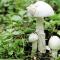 Poisonous toadstool mushrooms: photo and description