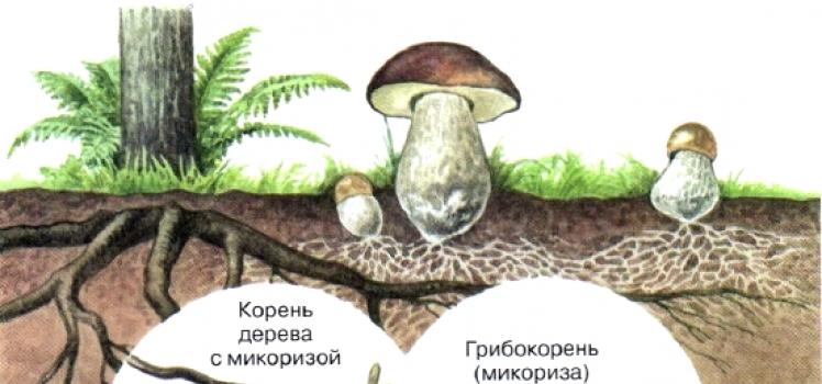 § 14. Шляпочные грибы