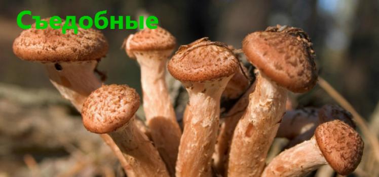 False honey mushrooms: all the distinctive features