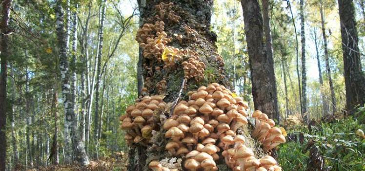 Amazing and healthy tree mushrooms