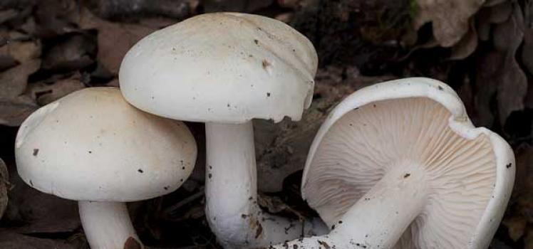 Description of white row mushroom, distribution, photo