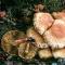 Flake mushroom: description of types and cooking features