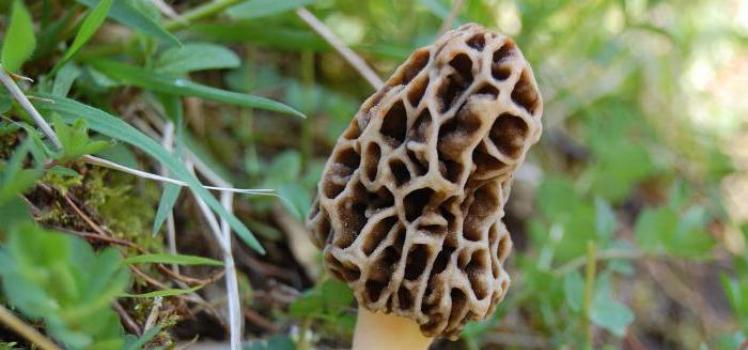 Весенние грибы: названия, описание, где растут и когда собирать