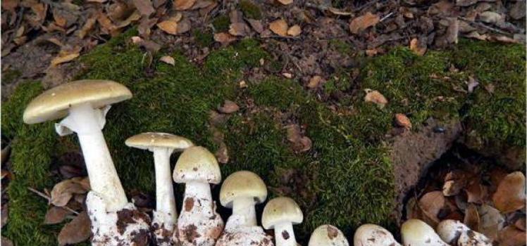 Why is the white toadstool mushroom dangerous?