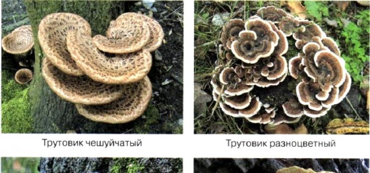 § 16. Parasitic mushrooms