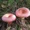 Edible and poisonous cap mushrooms