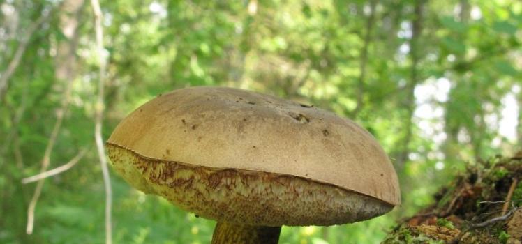 Gall mushroom - description of appearance, seasonality, taste + 69 photos